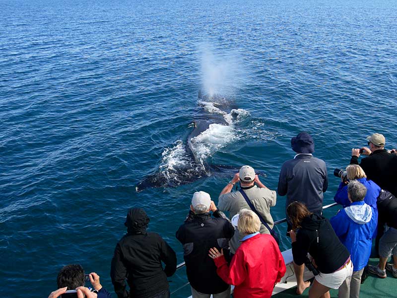 Fraser Island Whale Watching